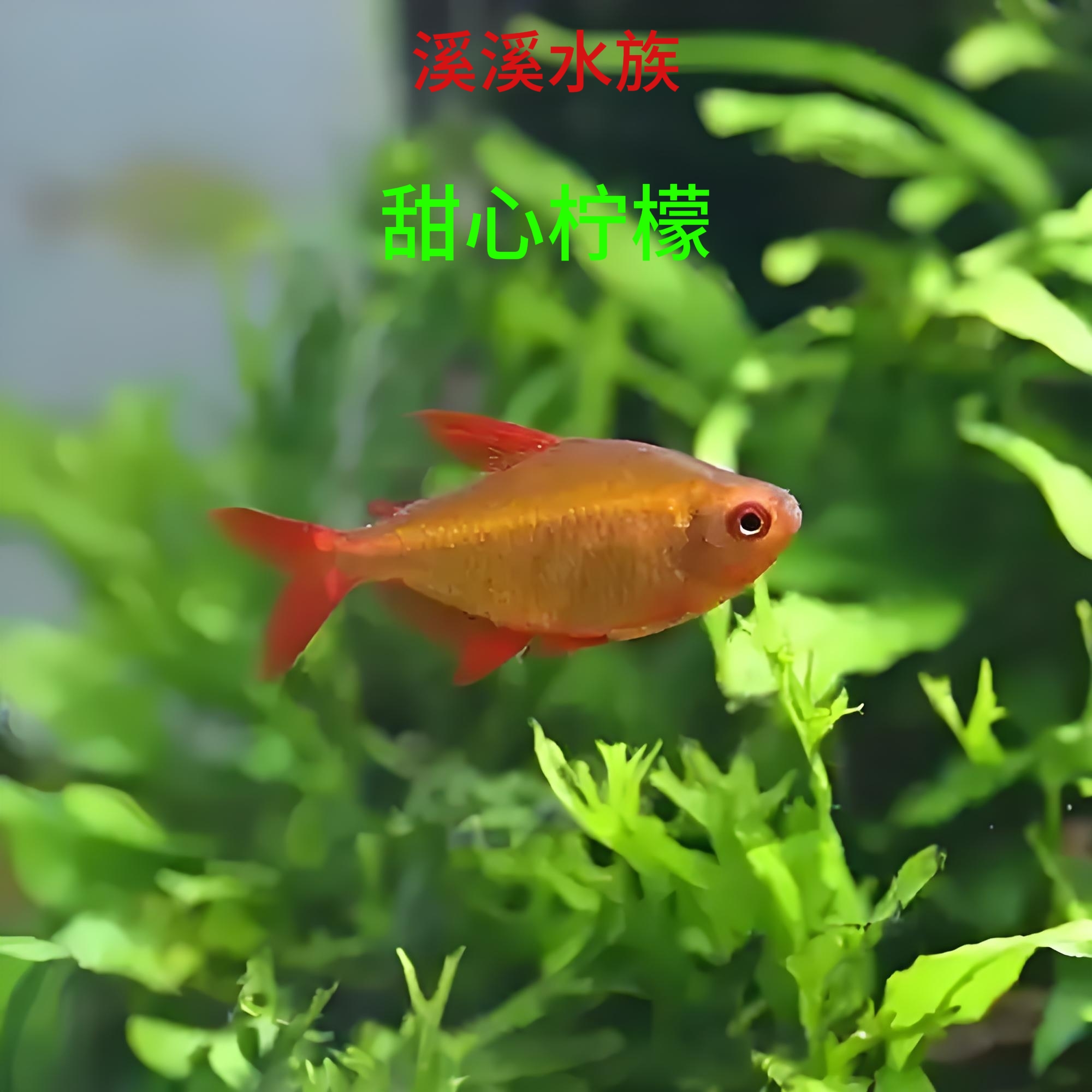 甜心柠檬灯鱼南美热带高端灯科淡水观赏鱼适合草缸饲养