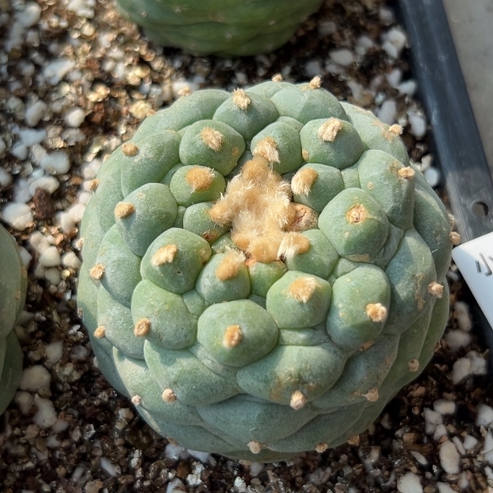 89 无根 仙人球的故事