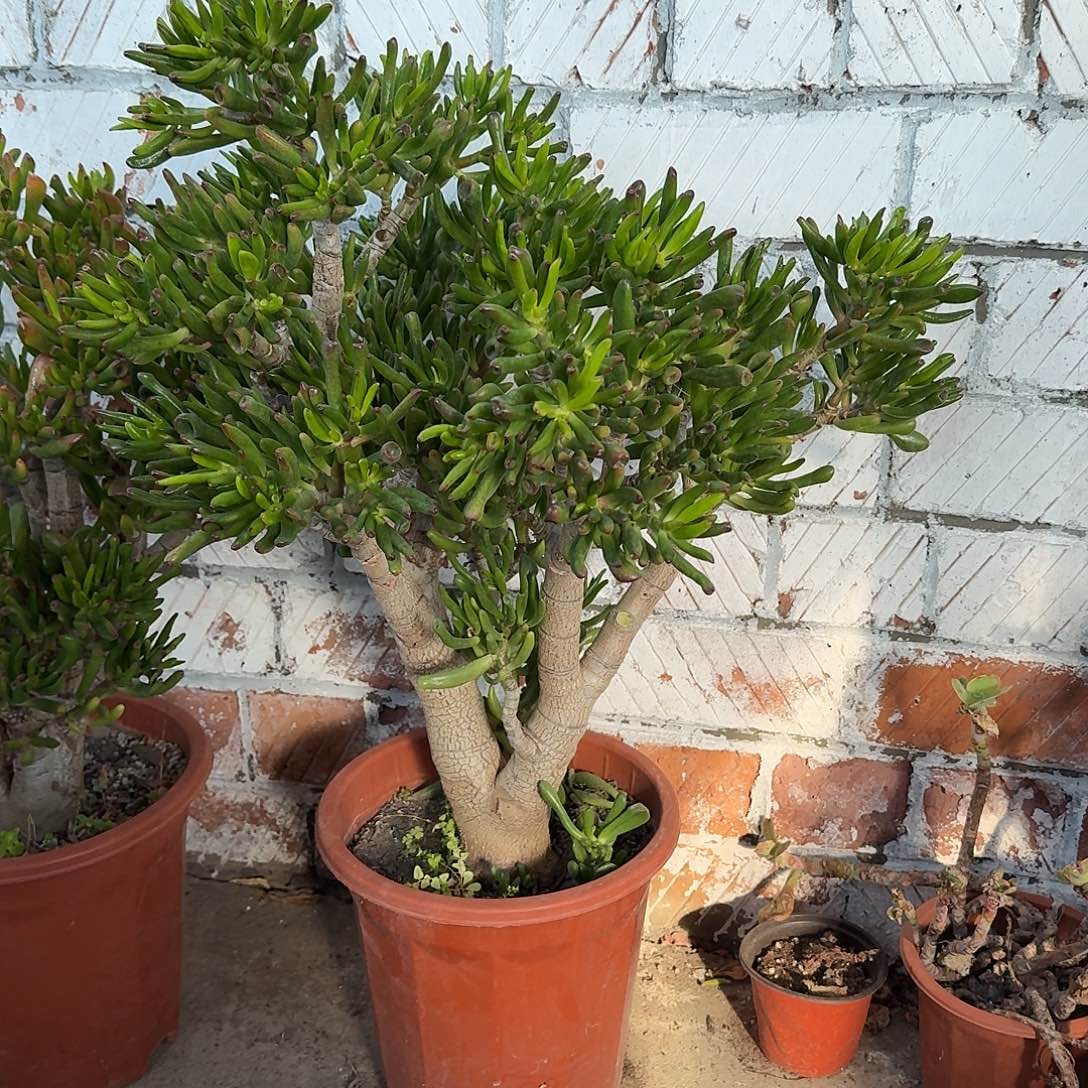 超大号吸财树多肉