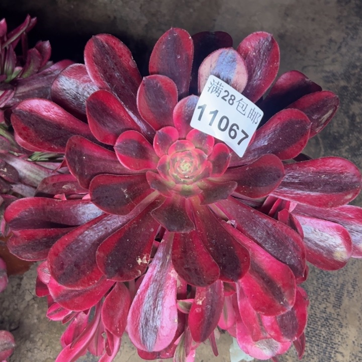 11067南美杜莎多肉植物
