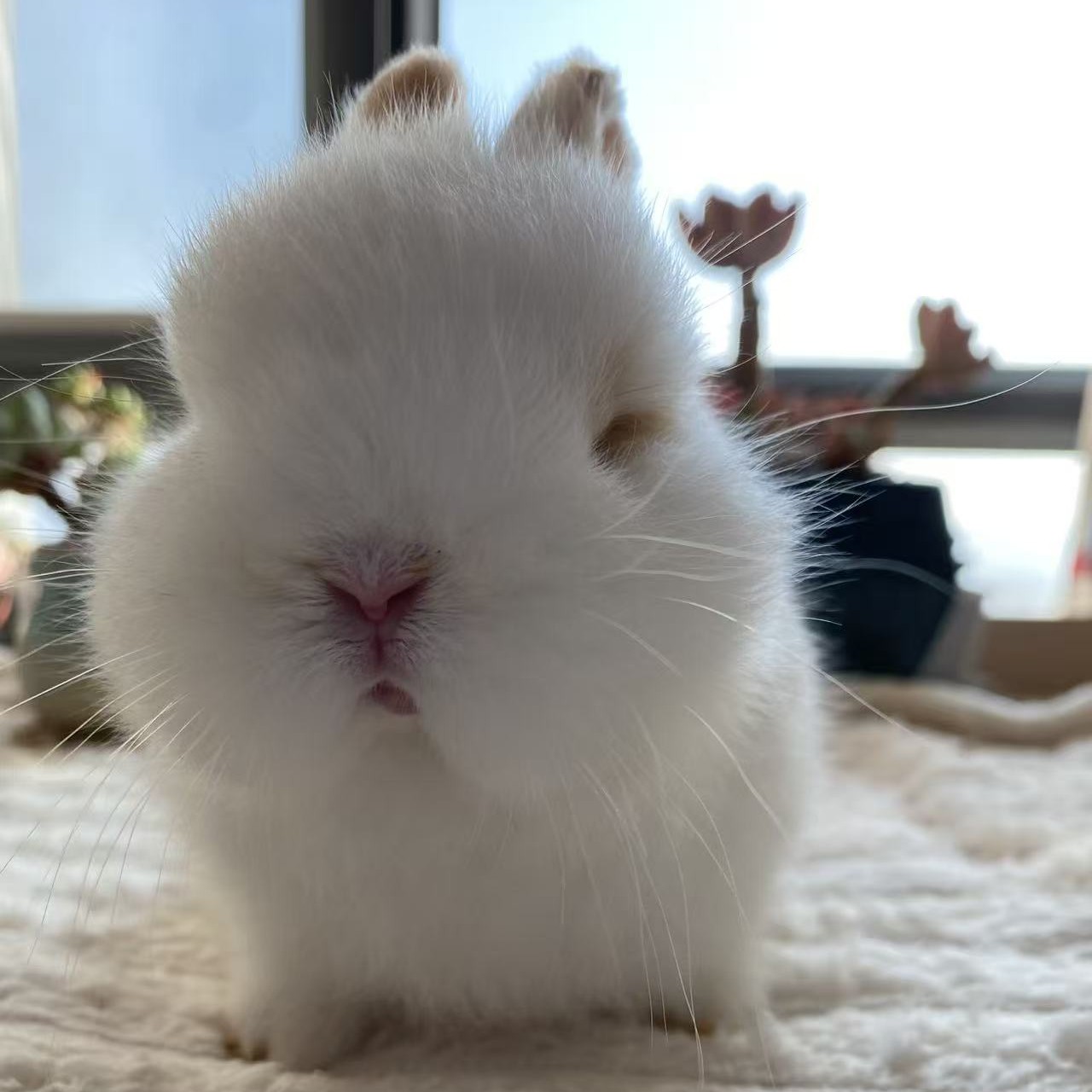 绒球兔兔美系双血统侏儒兔宠物兔不退货不拒收谨慎下单