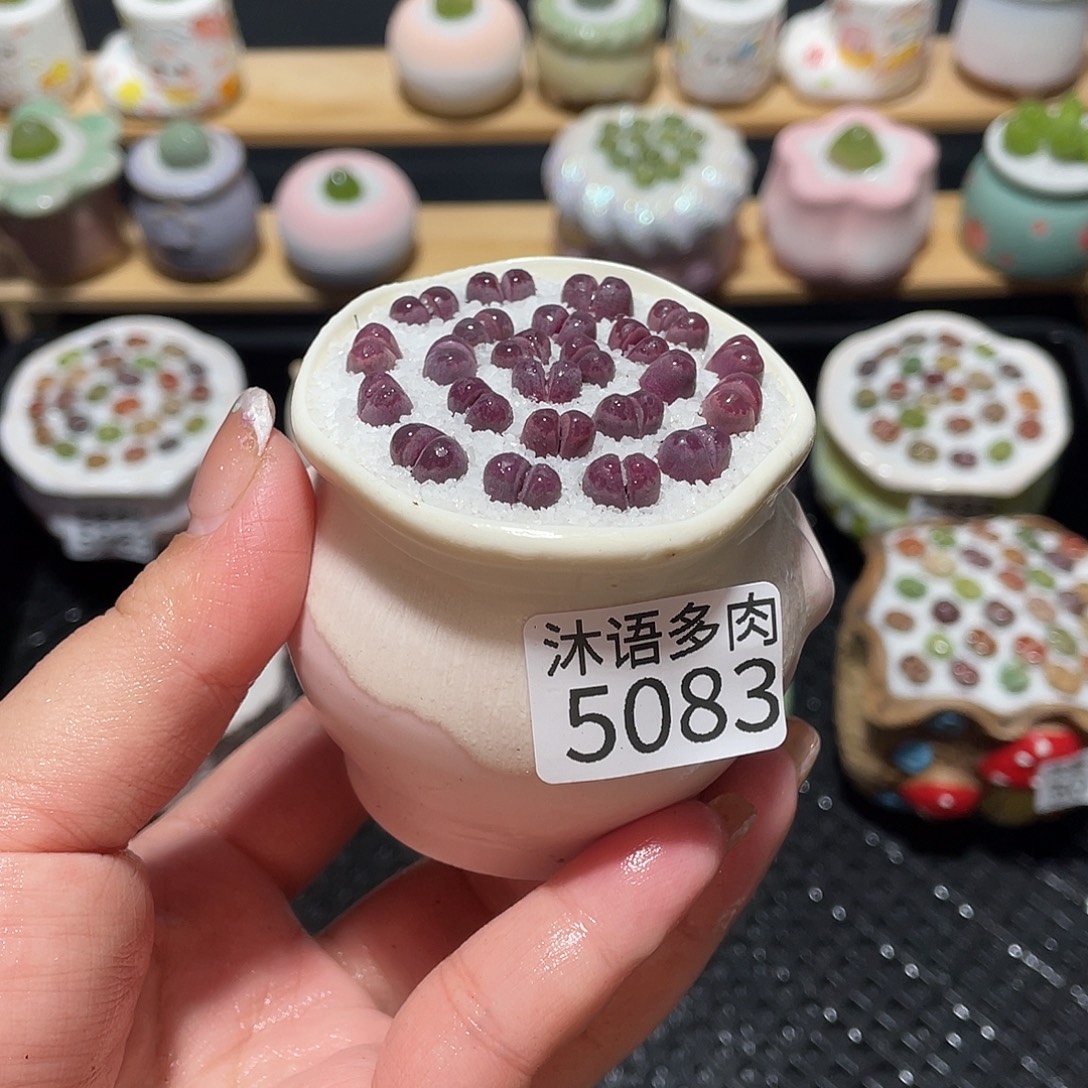 带盆土植物 一物一拍5083