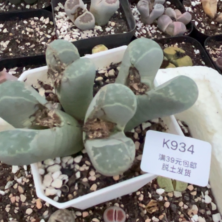 93多肉哈哈哈哈哈