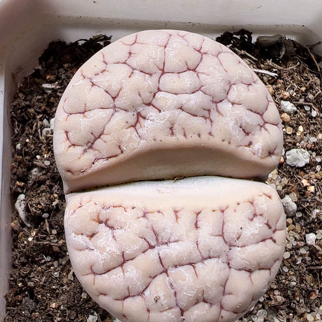 无花朵荒玉母本带盆发………………………