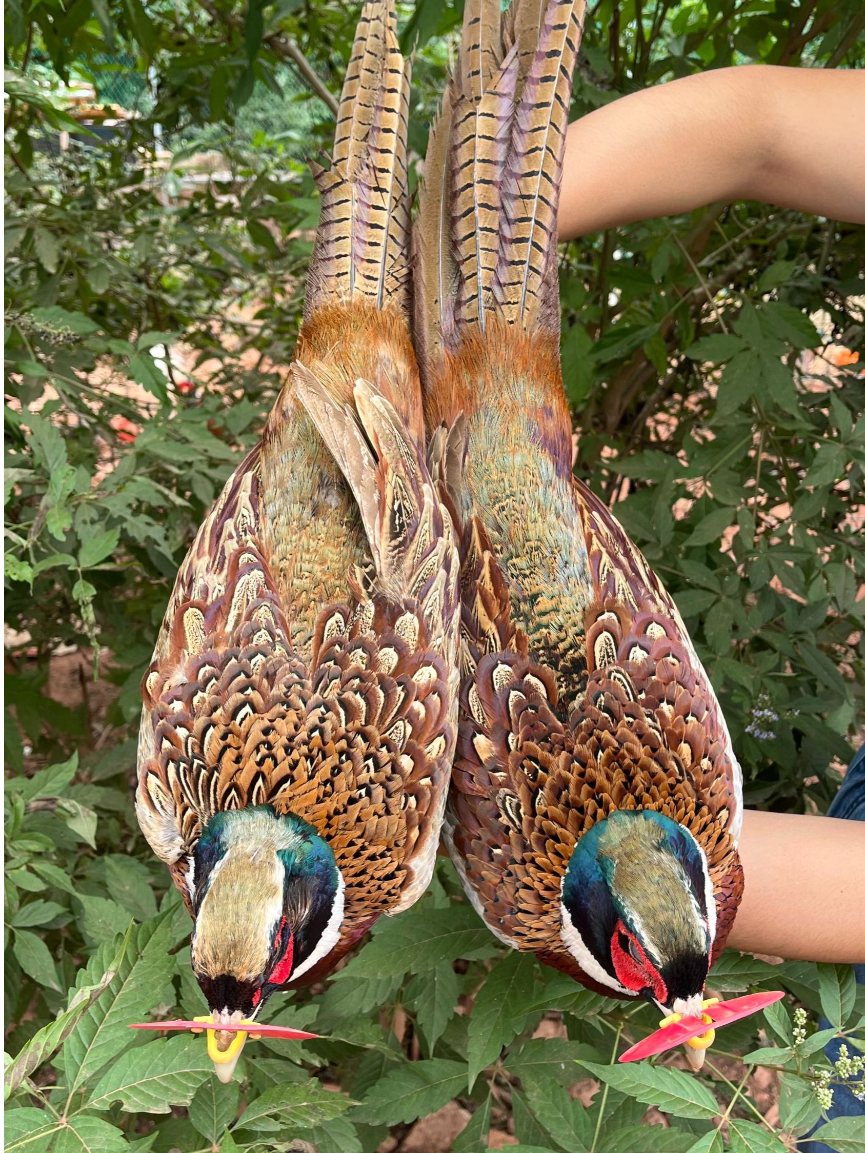 （两只大公鸡）自家粮食喂养 七彩山鸡  肉质细嫩