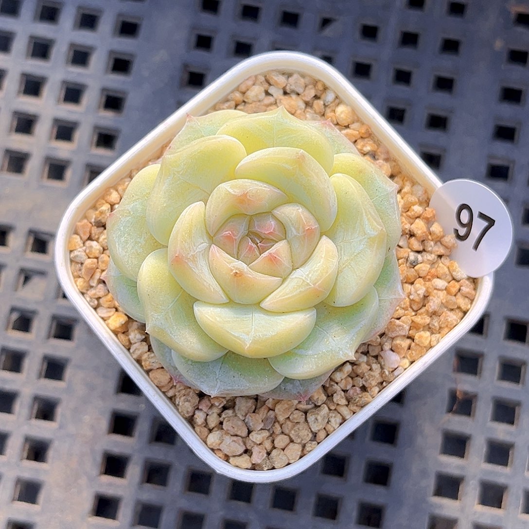 97 新品珍妮 满18包邮