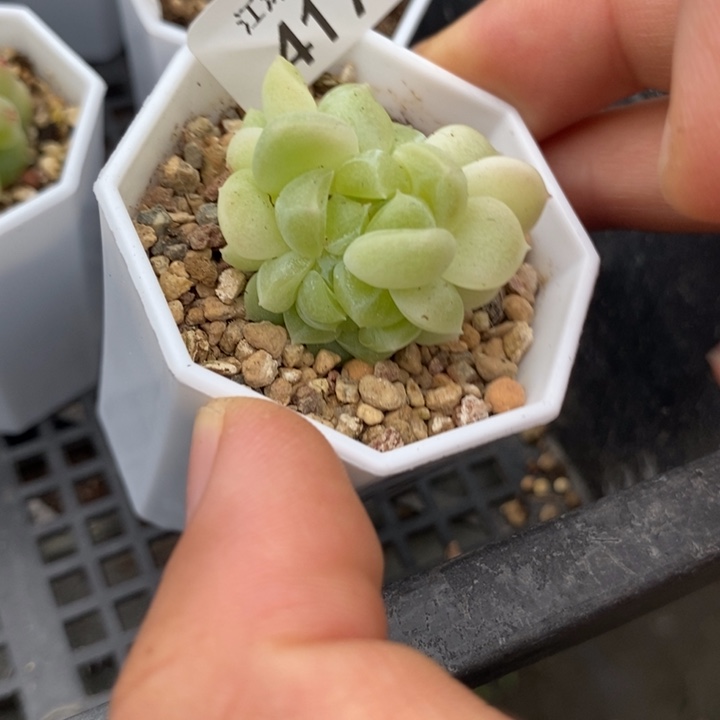 标417现金财富三头