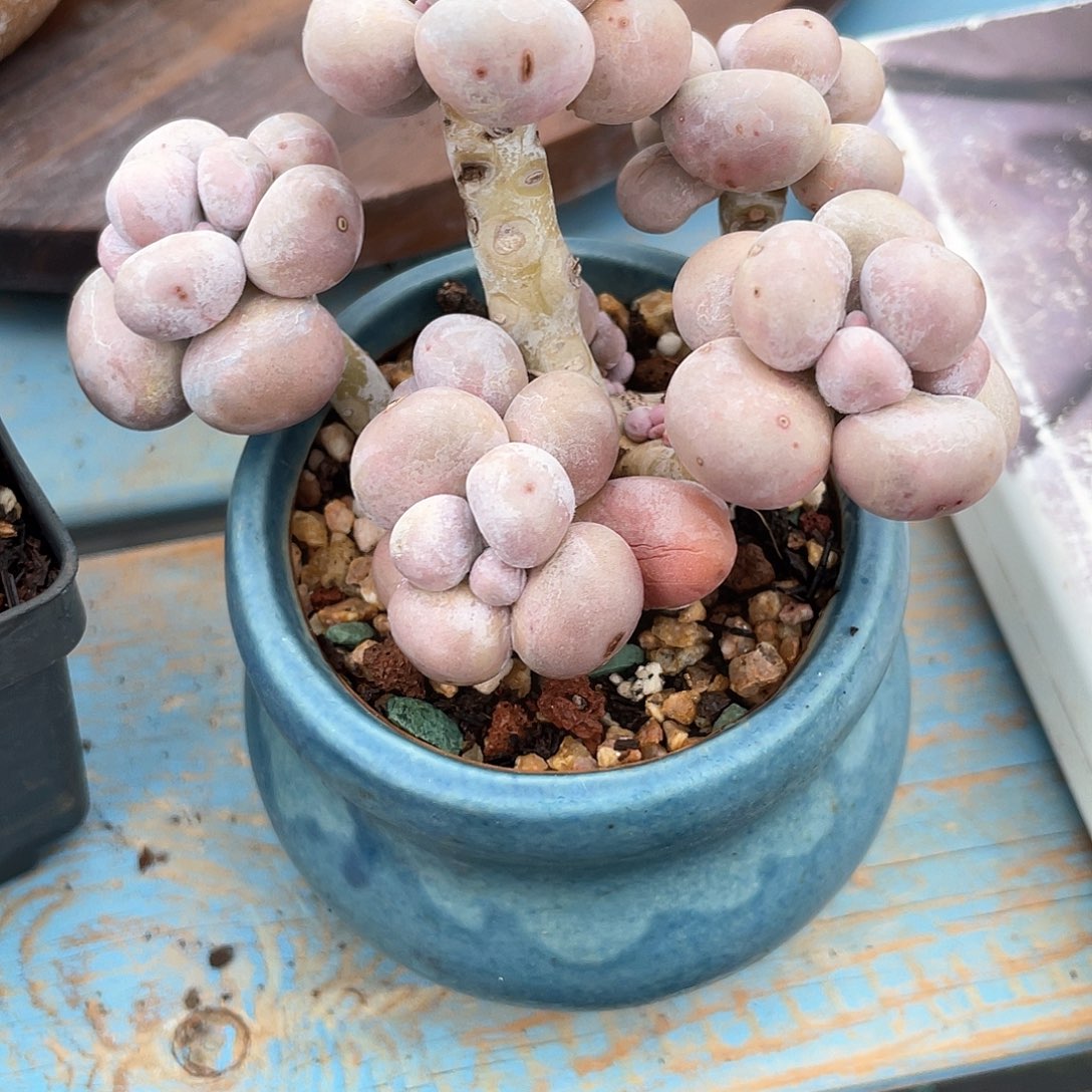 ୧***多肉老桩漂亮