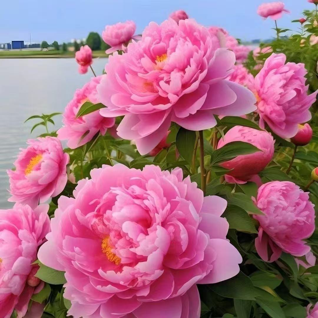 【店铺热销】芍药花苗大花种带芽室外耐寒庭院地栽室内阳台盆栽绿植