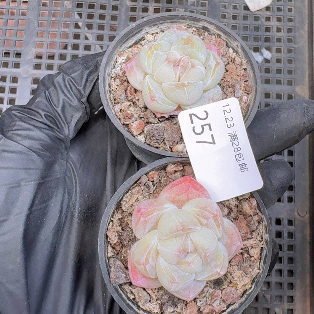 宵***单头冰玉2颗一组脱土