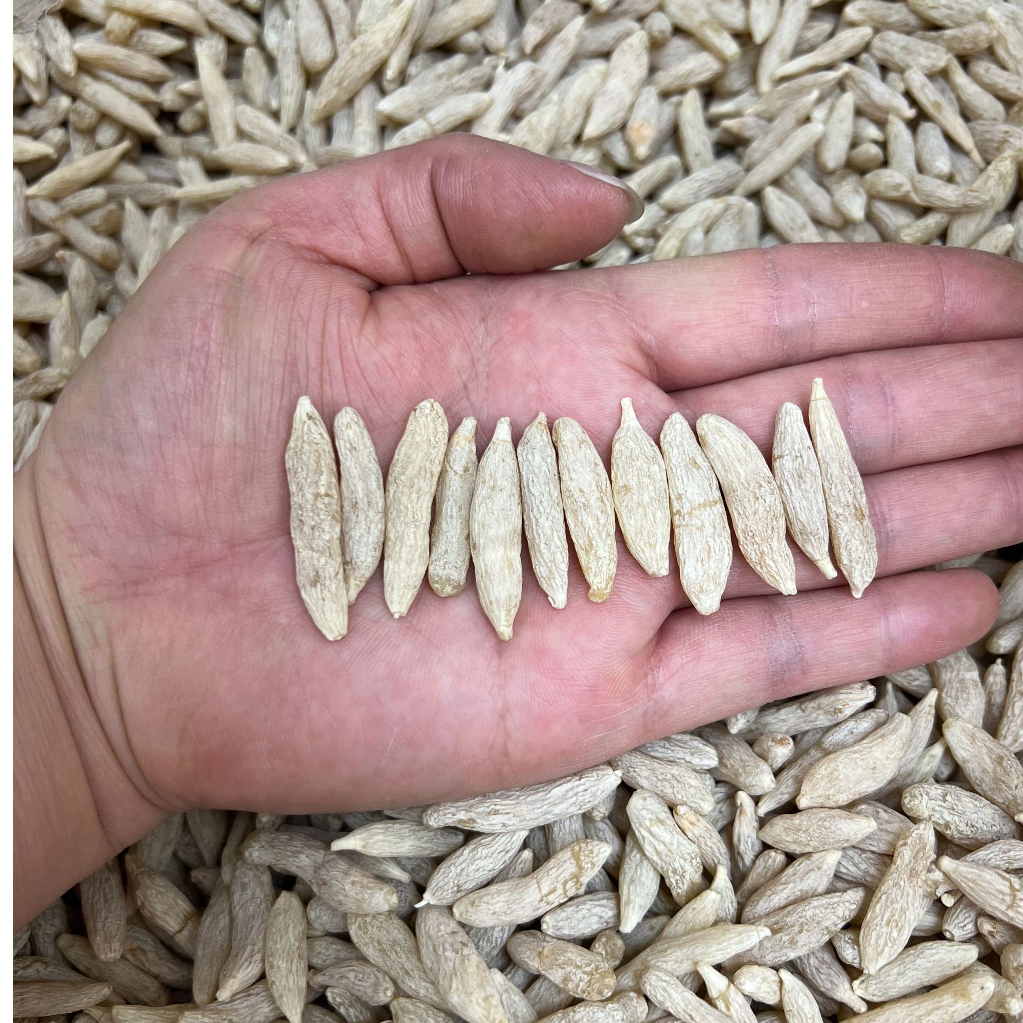 四川绵阳麦冬一等品干货中药材可泡水煲汤250g