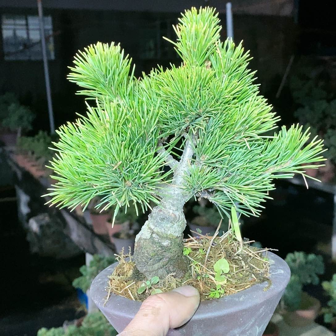 【闪购商品】无花朵