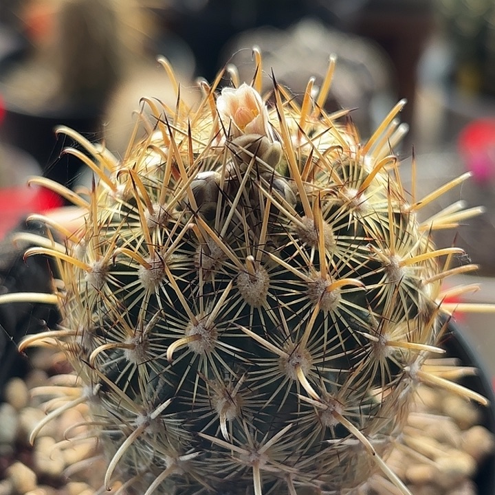 仙人球实生金罗莎