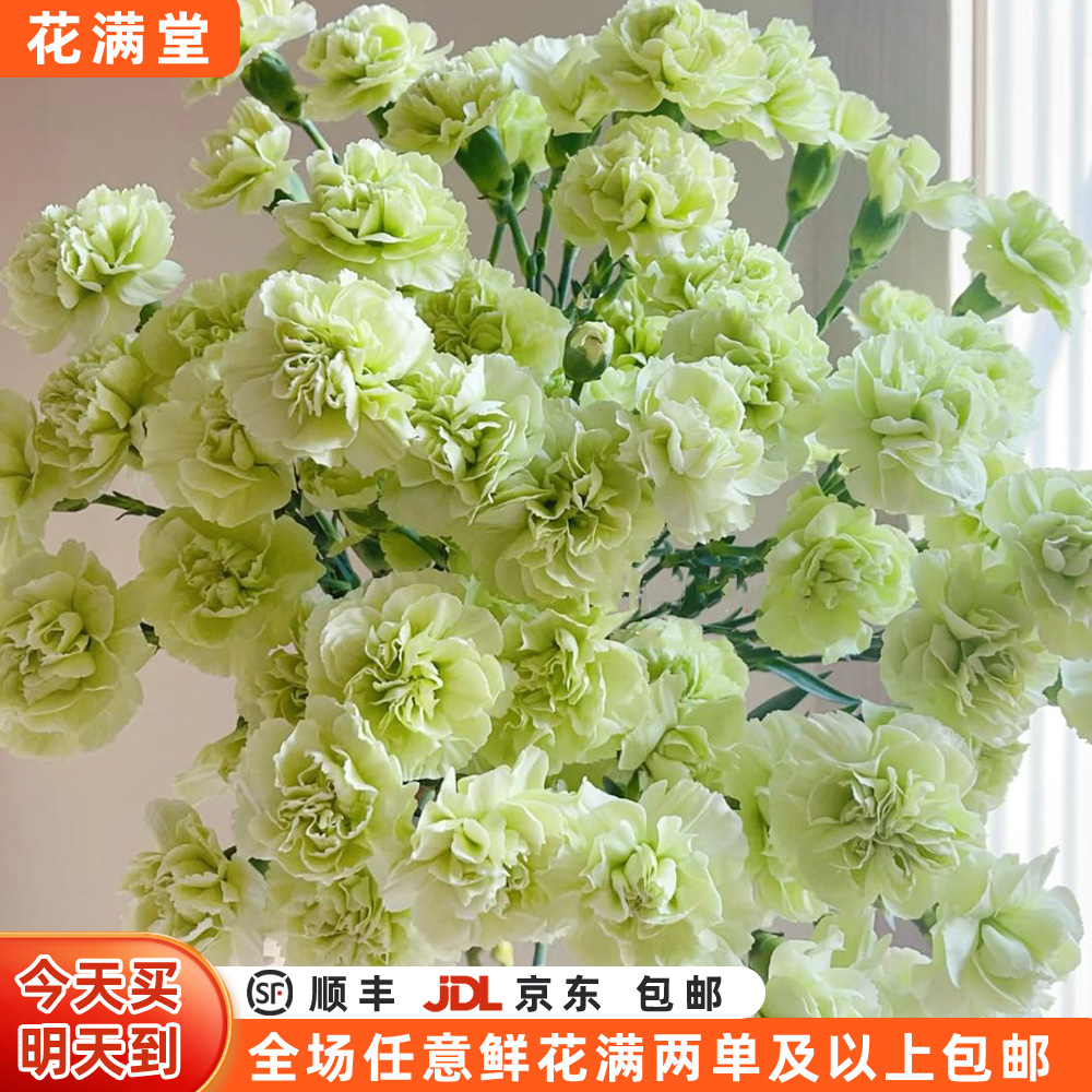【次日达·绿色康乃馨5枝】·全场两单鲜花顺丰包邮·基地直发·鲜切花批发·生活鲜花·康乃馨次日达