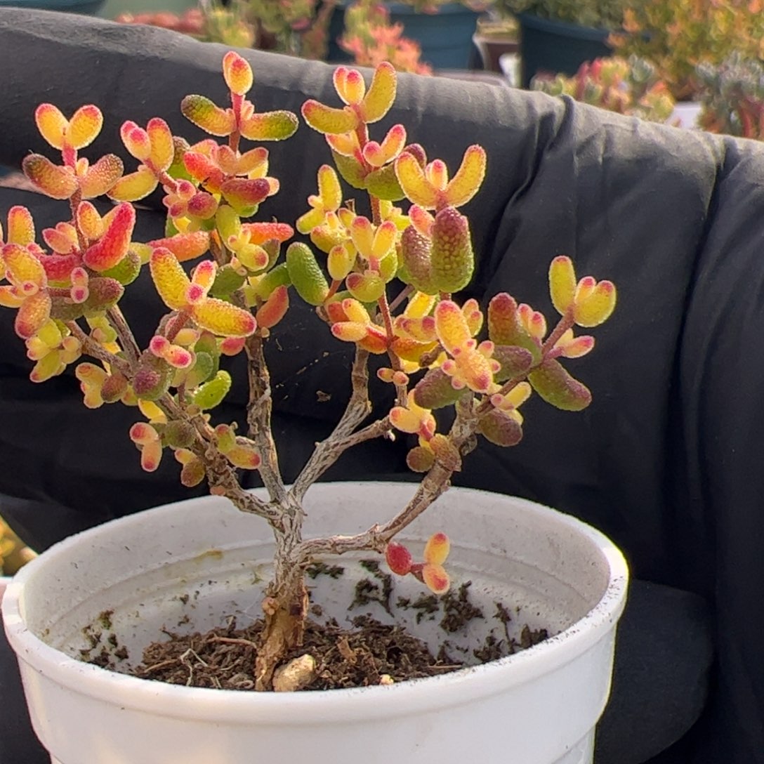 陈***多肉植物枝干假飞机猪