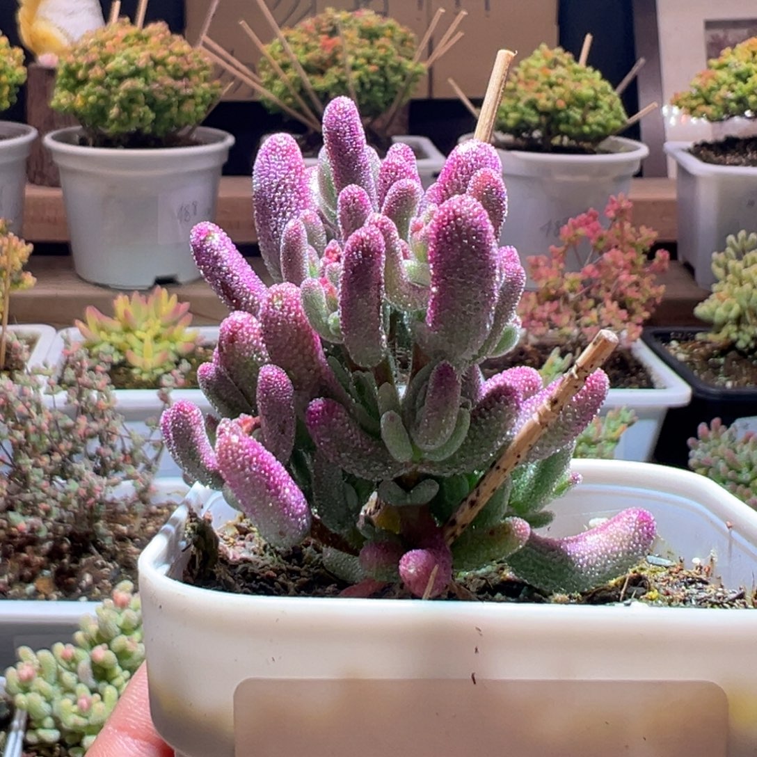 512紫闪光一物一拍包开箱