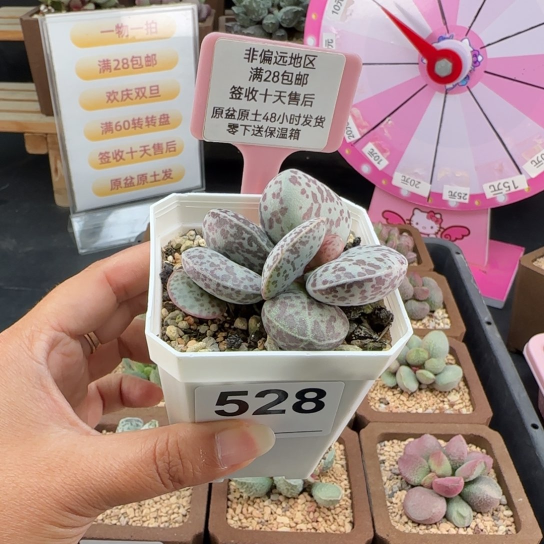 528巨型花旦多肉植物