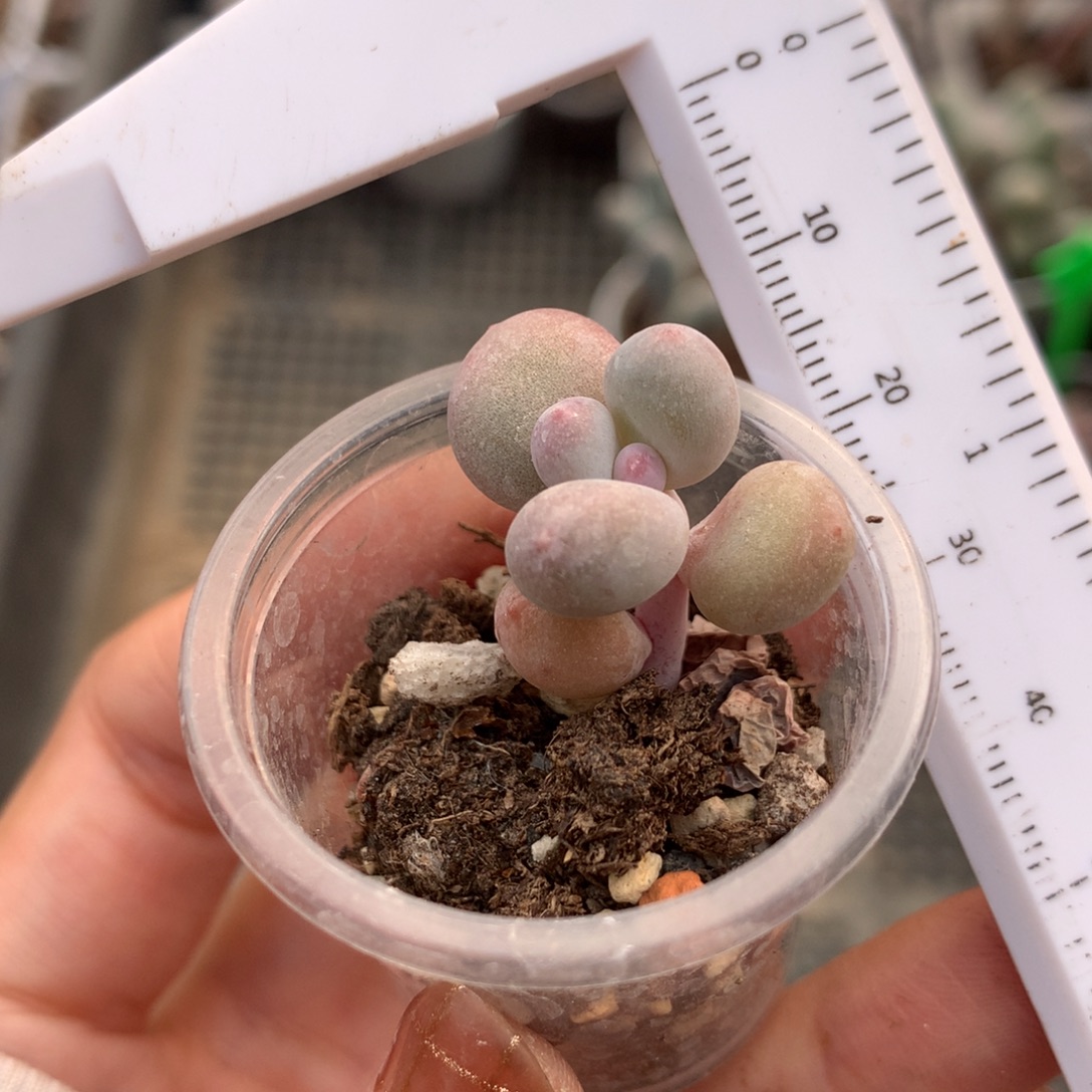 韩国黄金鸡蛋大叶奶 精品韩国奶酪多肉