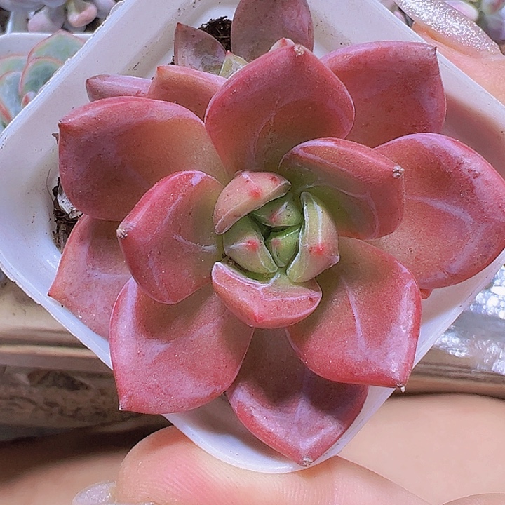 香槟19包邮多肉植物