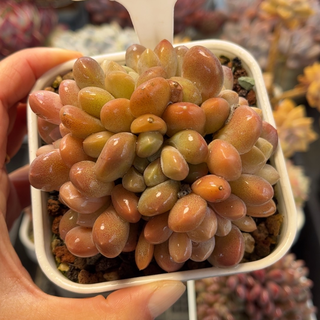 2015 满30包邮天冷必拍保温箱