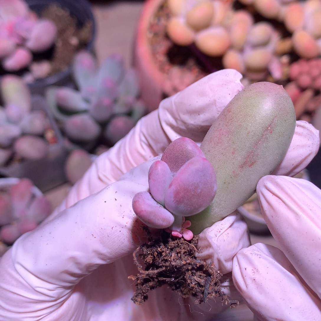 米可奶酪多肉叶插苗