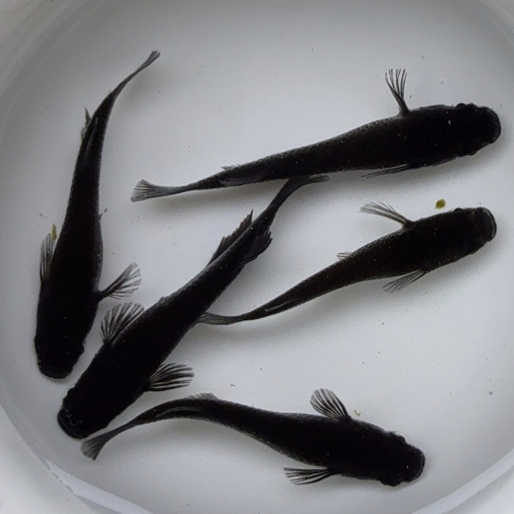 青鳉鱼大蛇32号青鳉