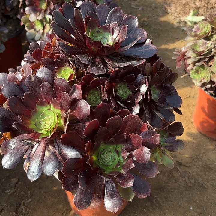 多肉植物法师赤焰莲8