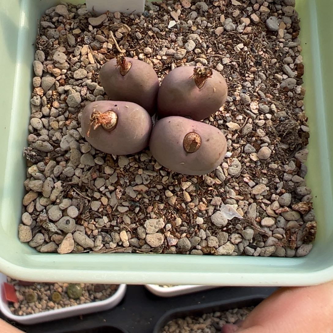 锦***王粉红女孩多肉植物