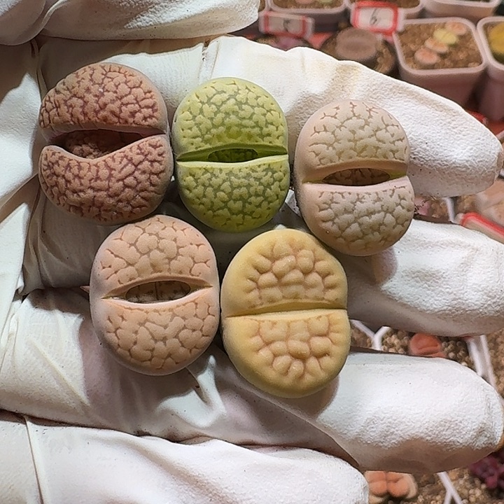 生石花222333:：：。    60