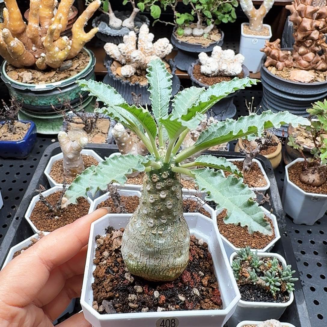 盘花琉桑408仙人球