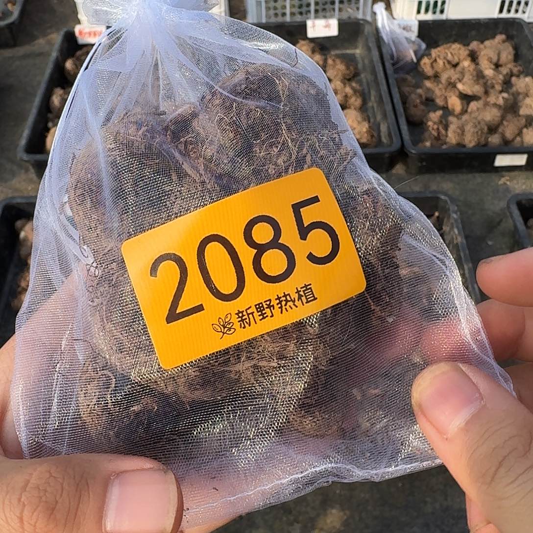 完全开放2085热辣小姐裸球不售后