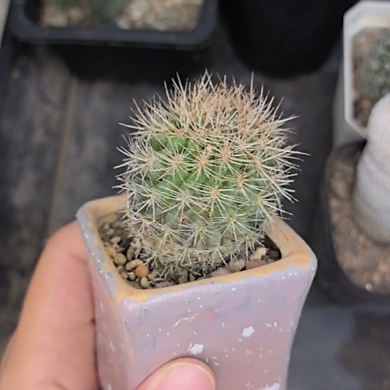实生智利球属2号球体有干斑直径4带盆土