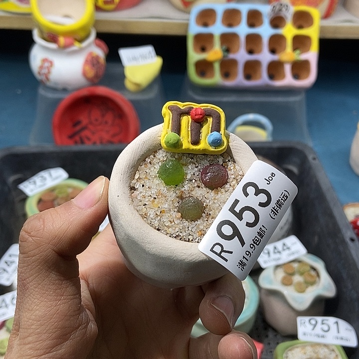 953大舅生石花肉锥多肉