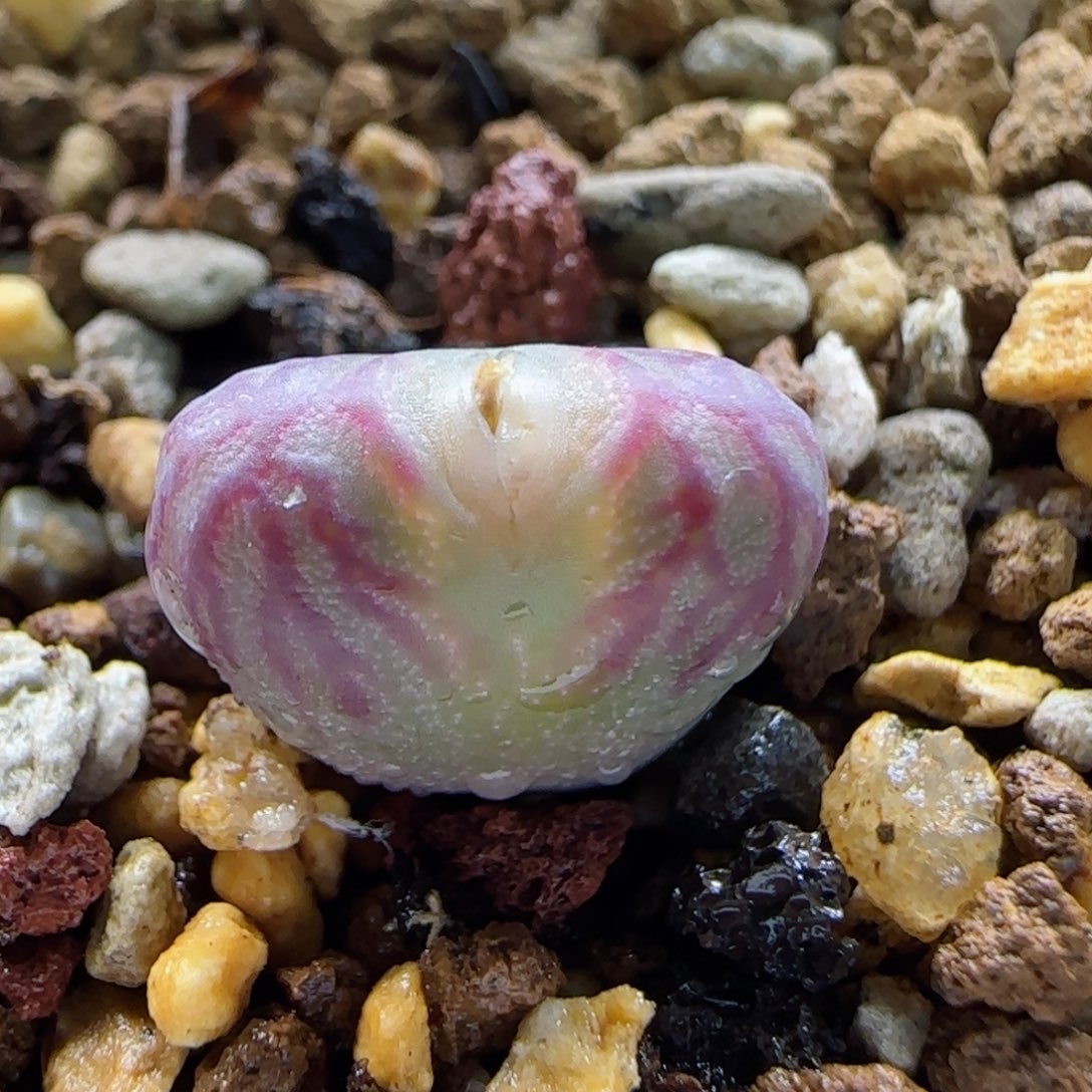 2-4-3-4全场8.8折mf3精品杂交1.3cm脱土