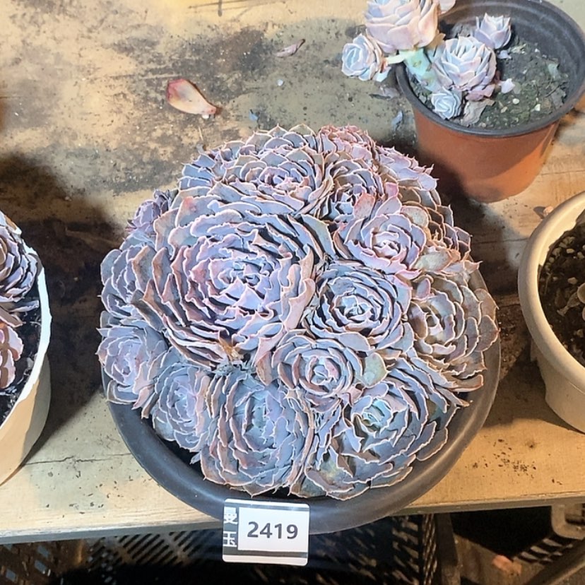 【闪购商品】天鹅湖2419