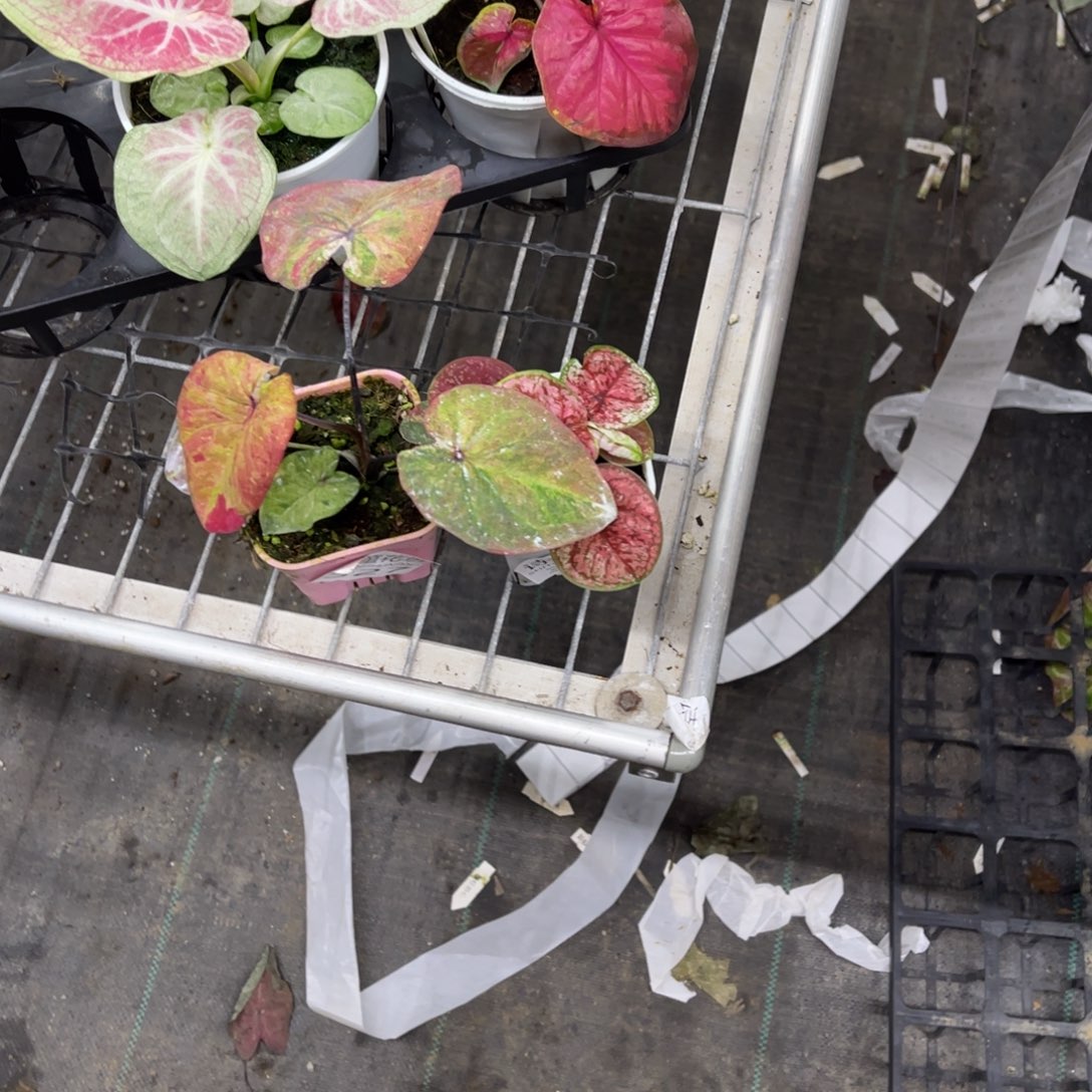 W***n无花朵        327.328泰彩不包售后