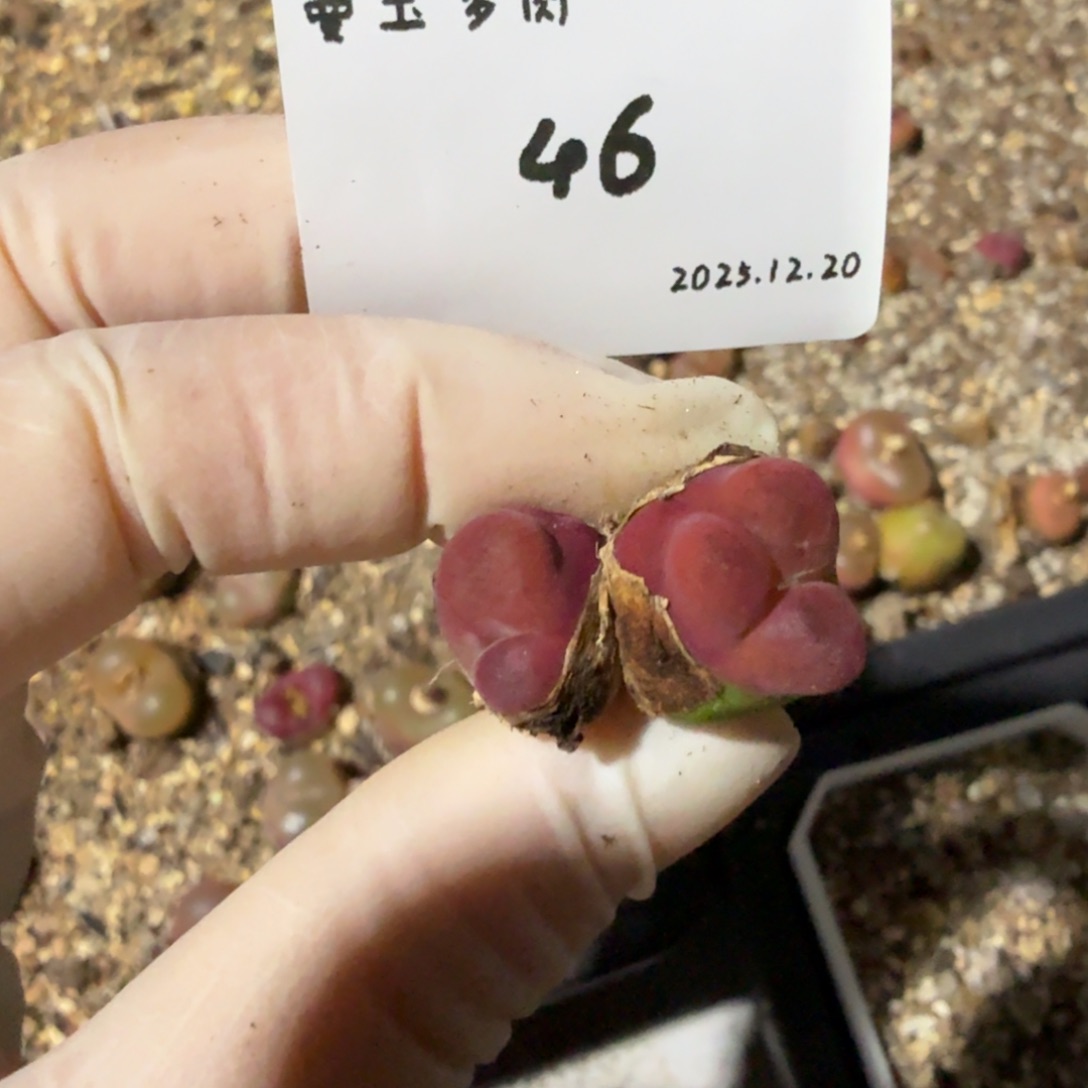 丁***加多肉多肉多肉12.20-046