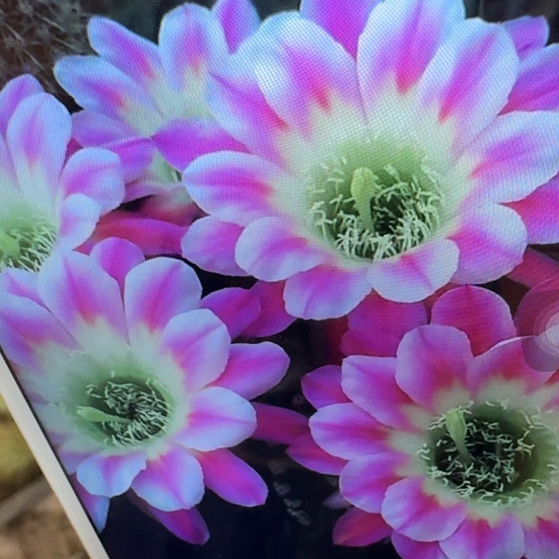 调色板丽花侧芽3公分仙人球