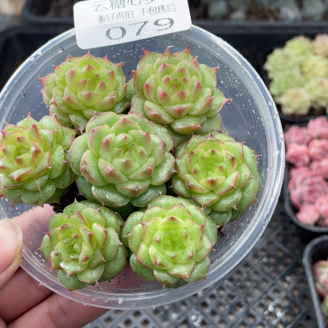 云糖心多肉植物79