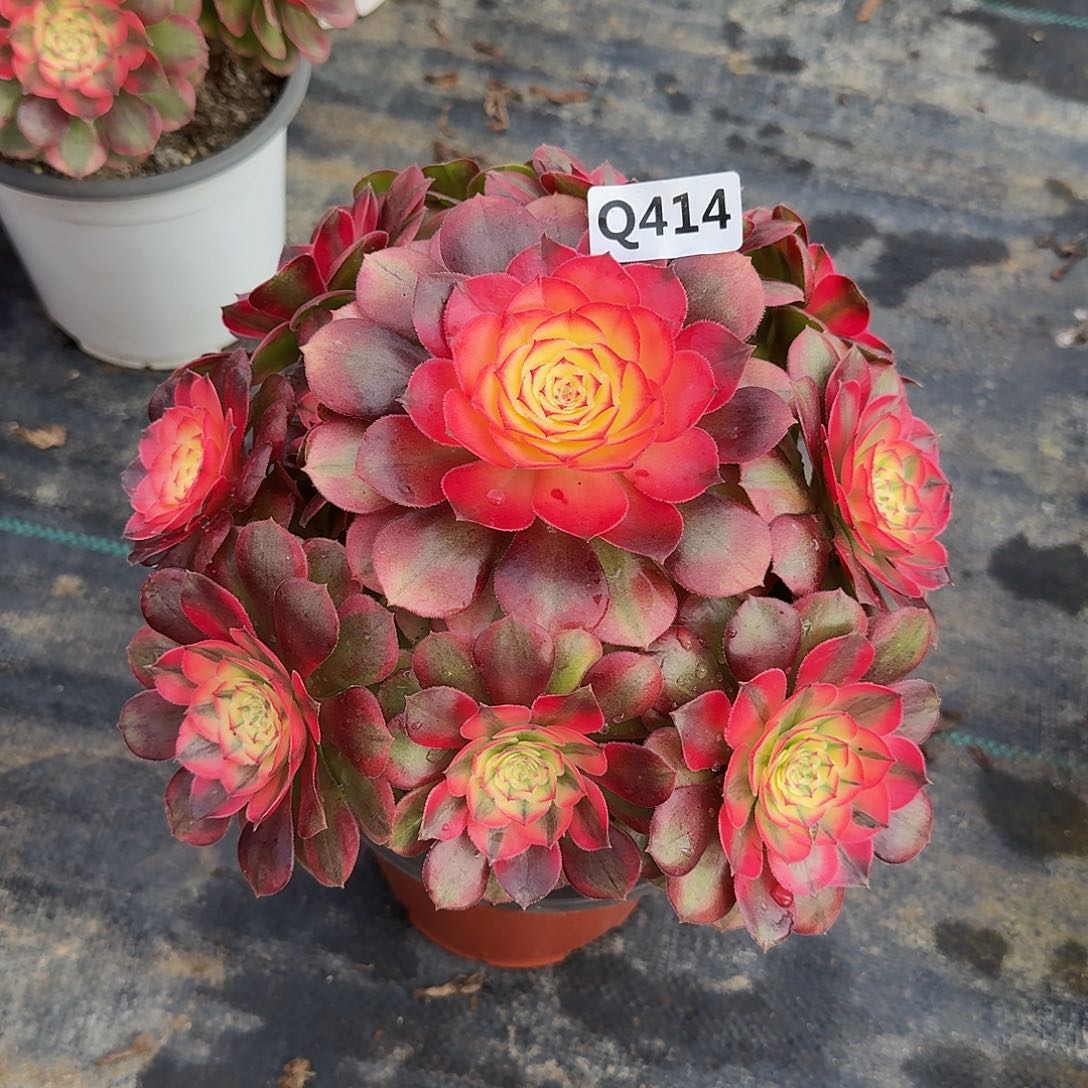 忘****车414荔枝44冠服22.3左右不是大颗