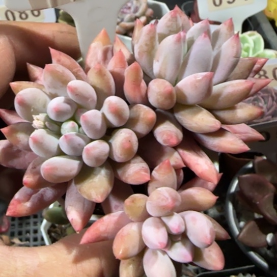 88所罗门一物一拍多肉