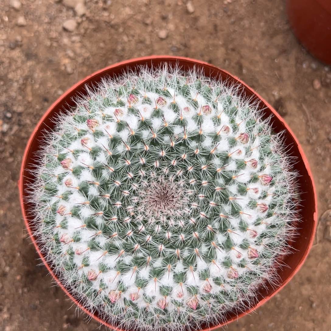 夜***鹿0，零零落落 零零落落