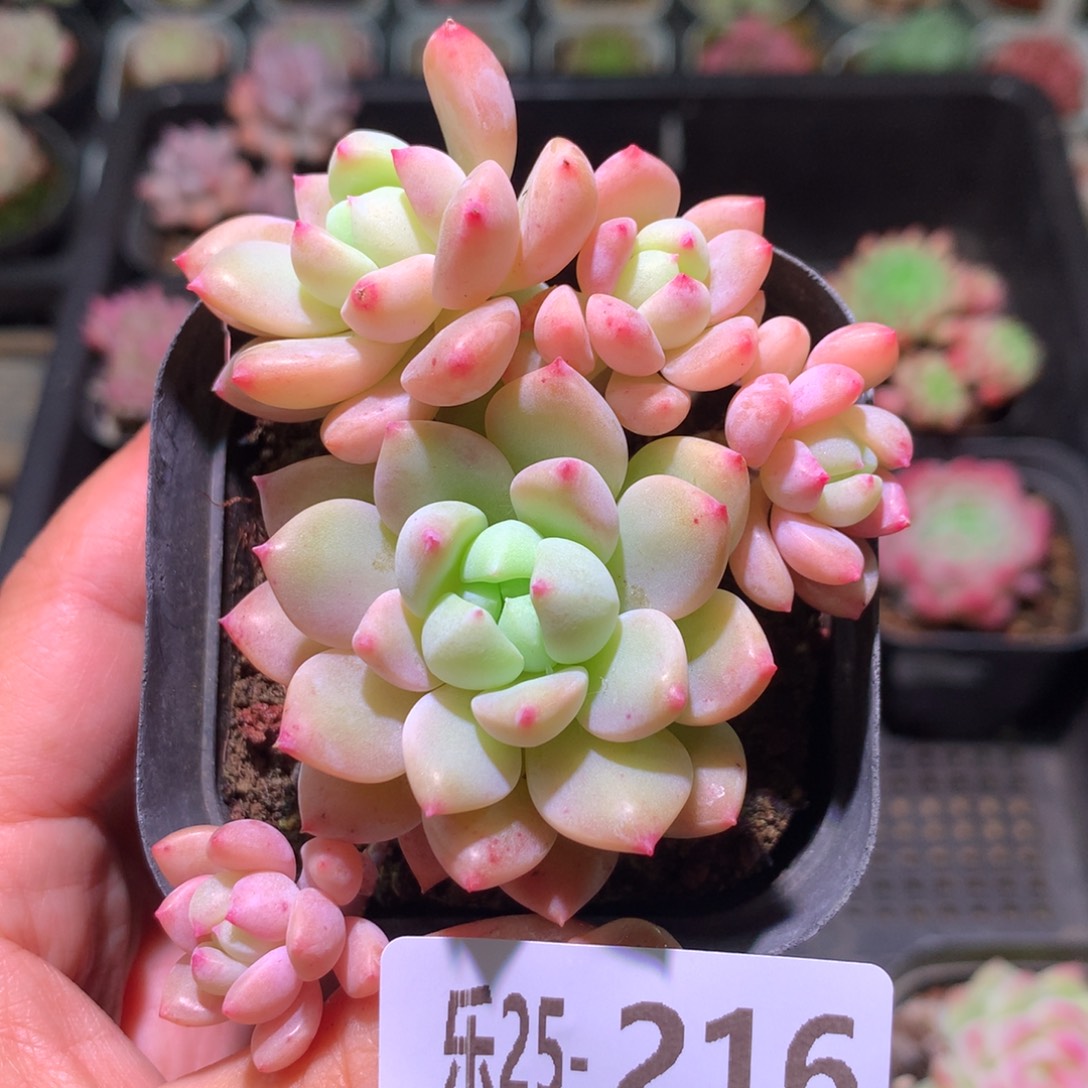 乐然25-216 洛丽塔 