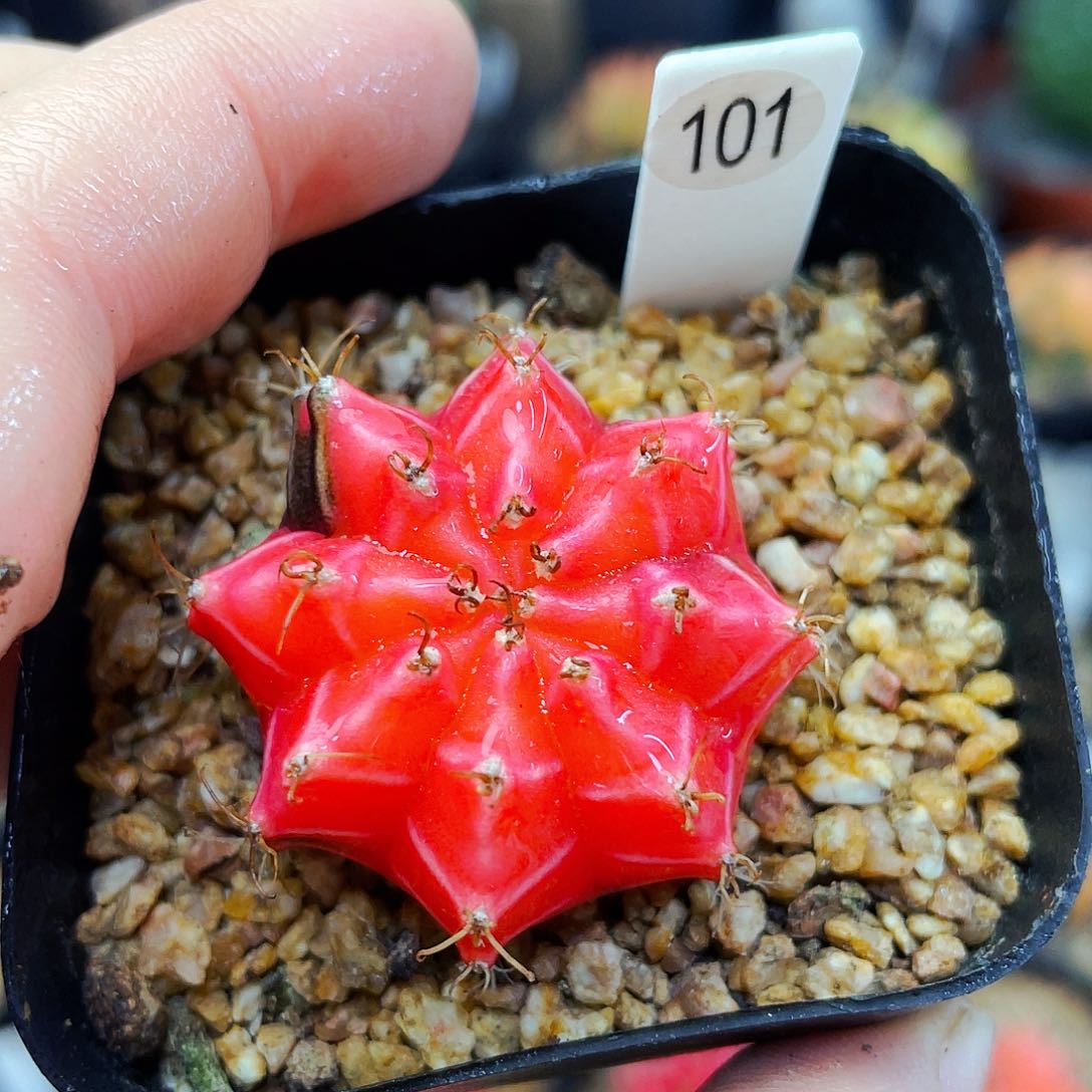 非偏远地区满25发货仙人球