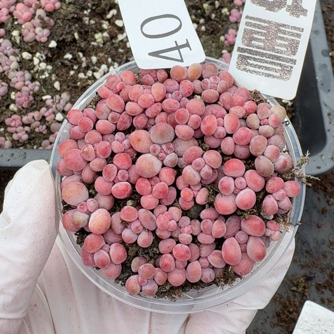 多肉植物多肉植物40量拍苹果奶
