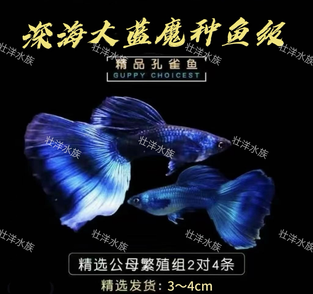 精品深海蓝魔爆肚种鱼