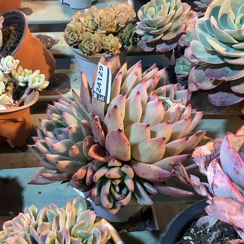 【闪购商品】红颜蜜语24129