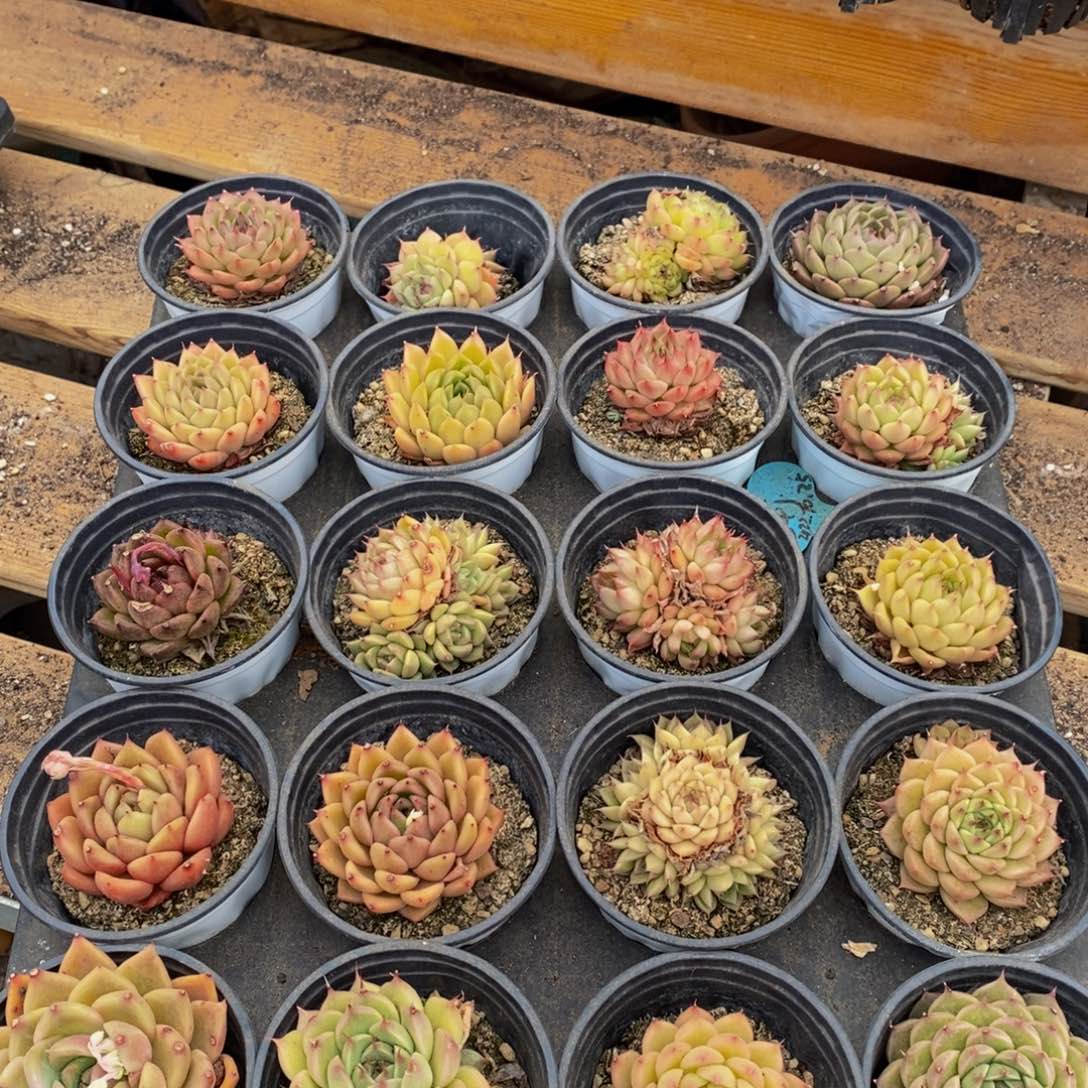 546多肉植物纤维面膜贴