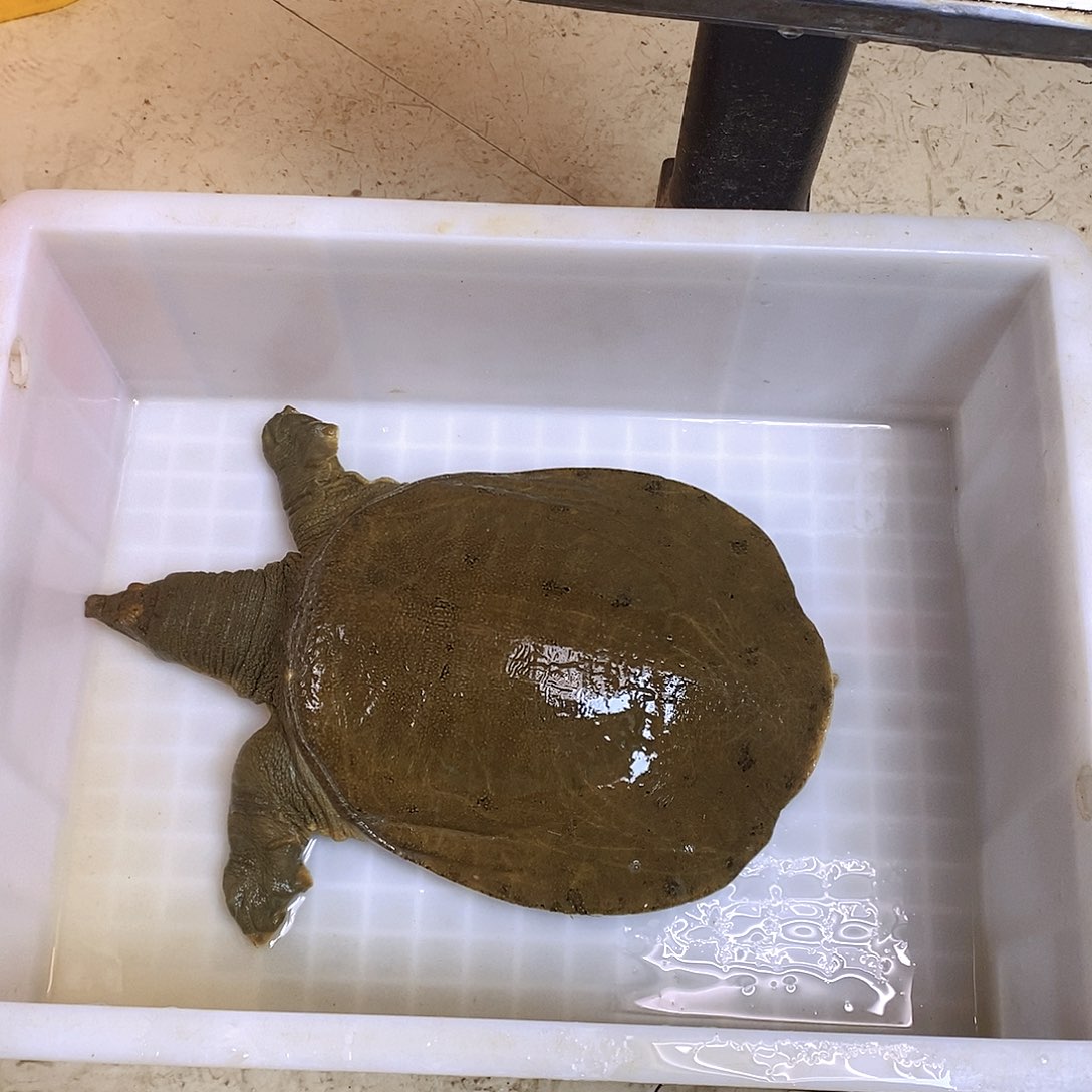 中国大陆野生甲鱼包邮