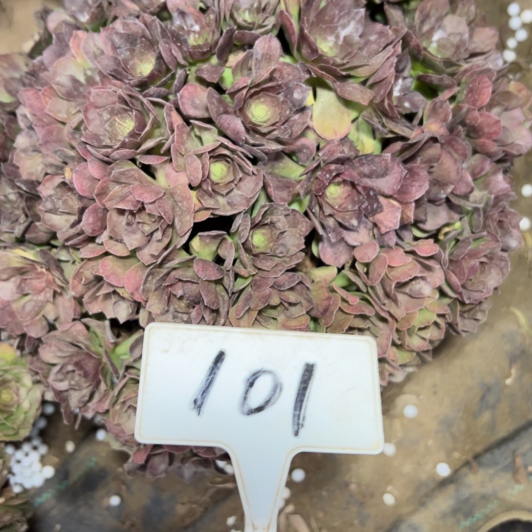 多肉植物紫罗兰法师101